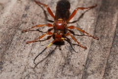 Spilichneumon