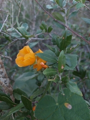 Allowissadula holosericea