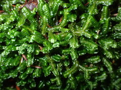Lepidoziaceae