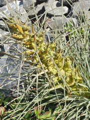 Aciphylla squarrosa squarrosa