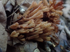 Ramaria calvodistalis