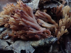 Ramaria calvodistalis