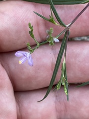 Carlowrightia pectinata