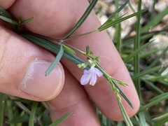 Carlowrightia pectinata