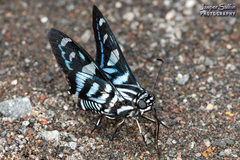 Jemadia hewitsonii