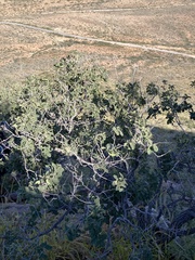 Quercus chihuahuensis