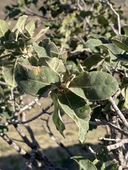 Quercus chihuahuensis