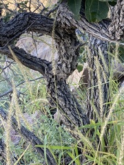 Quercus chihuahuensis