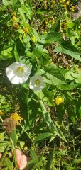 Calystegia silvatica fraterniflora