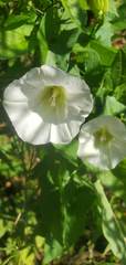 Calystegia silvatica fraterniflora
