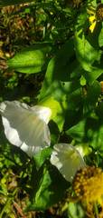 Calystegia silvatica fraterniflora