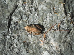 Pseudacris hypochondriaca curta