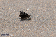 Mictris crispus crispus
