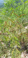Mimosa palmeri