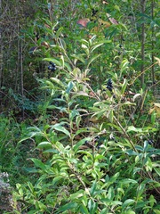 Ligustrum vulgare