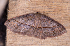Hydrelia sericea