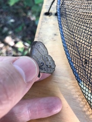 Paryphthimoides poltys