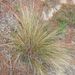 Silver Tussock - Photo (c) johnsteel, some rights reserved (CC BY), uploaded by johnsteel