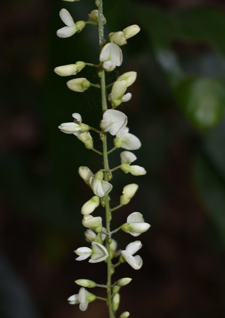 Hanslia ormocarpoides