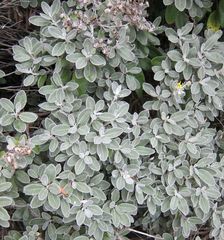 Brachyglottis greyi