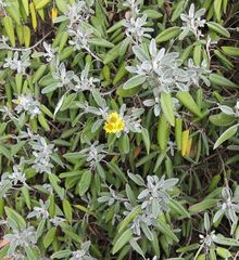 Brachyglottis greyi
