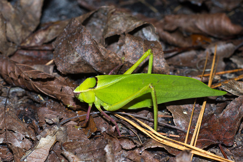 Giant Katydid