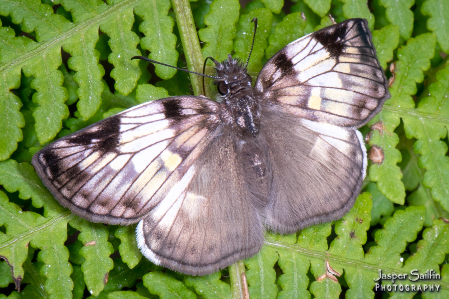 Potamanaxas perornatus