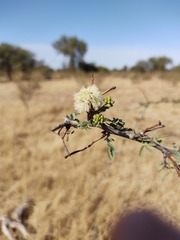 Senegalia gilliesii