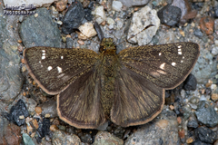 Dalla crithote