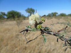Senegalia gilliesii