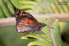 Noctuana haematospila