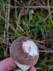 Lycoperdon lividum