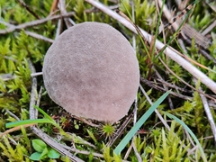 Lycoperdon lividum