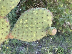 Opuntia caboensis