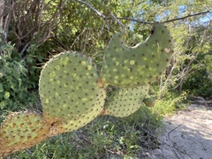Opuntia caboensis