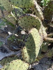 Opuntia caboensis