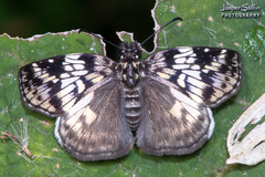Potamanaxas laoma