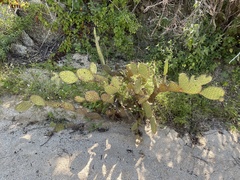 Opuntia caboensis
