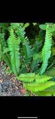 Nephrolepis