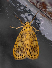 Pseudobarsine bombdilensis