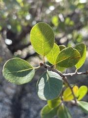 Sideroxylon peninsulare