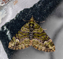 Apithecia viridata