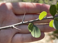 Sideroxylon peninsulare