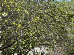 Sideroxylon peninsulare