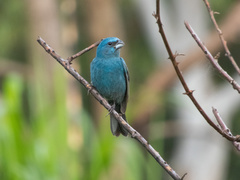 Cyanoloxia glaucocaerulea
