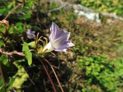 Ipomoea hederacea integriuscula
