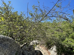 Sideroxylon peninsulare