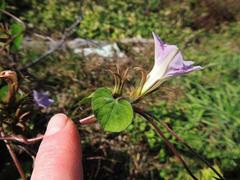 Ipomoea hederacea integriuscula