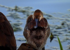 Dendrocygna autumnalis