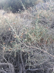 Adenocarpus telonensis